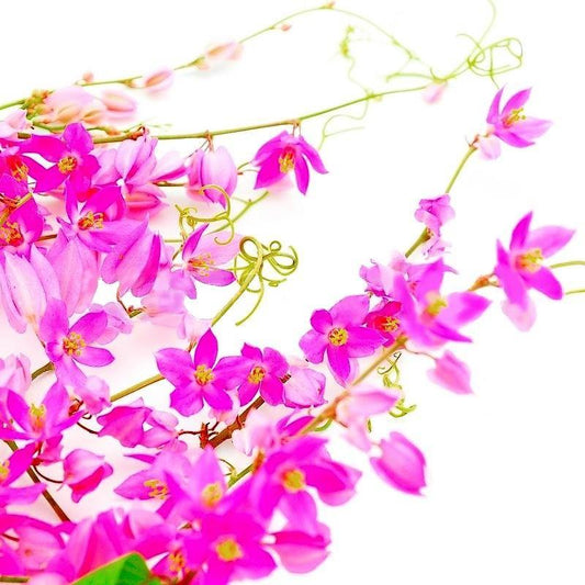 Antigonon Leptopus, Coral vine, Mexican Creeper - www.FOP.ae Buy online Best and Healthy Plants and quality products guarantee in Dubai Plants Shop in Dubai Abu Dhabi all over UAE Plants near me Fresh Plants in Dubai where to buy plants in UAE - FOP.ae