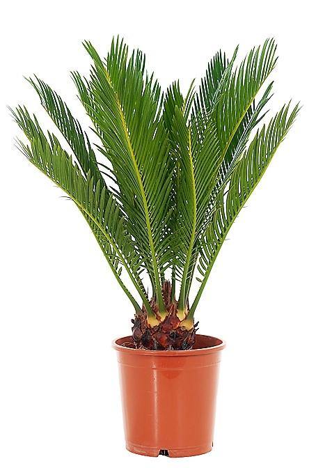 Cycas Revoluta, Sago Palm , Palm Fern, indoor - www.FOP.ae Buy online Best and Healthy Plants and quality products guarantee in Dubai Plants Shop in Dubai Abu Dhabi all over UAE Plants near me Fresh Plants in Dubai where to buy plants in UAE - FOP.ae