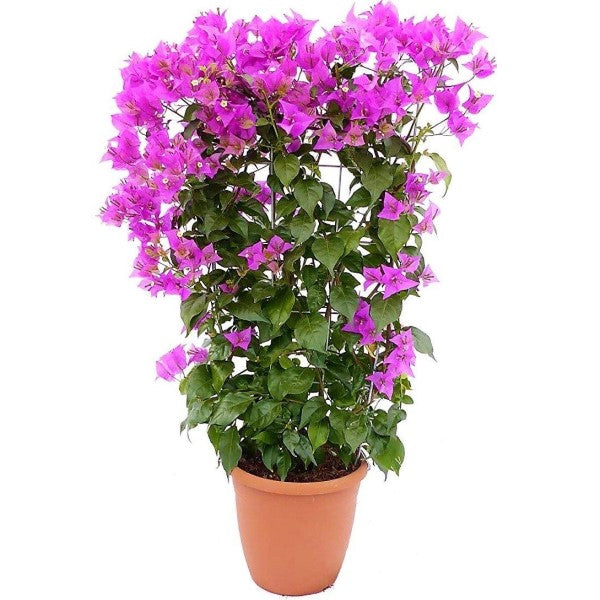 Bougainvillea Alexandra , Purple Paper Flower - www.FOP.ae Buy online Best and Healthy Plants and quality products guarantee in Dubai Plants Shop in Dubai Abu Dhabi all over UAE Plants near me Fresh Plants in Dubai where to buy plants in UAE - FOP.ae