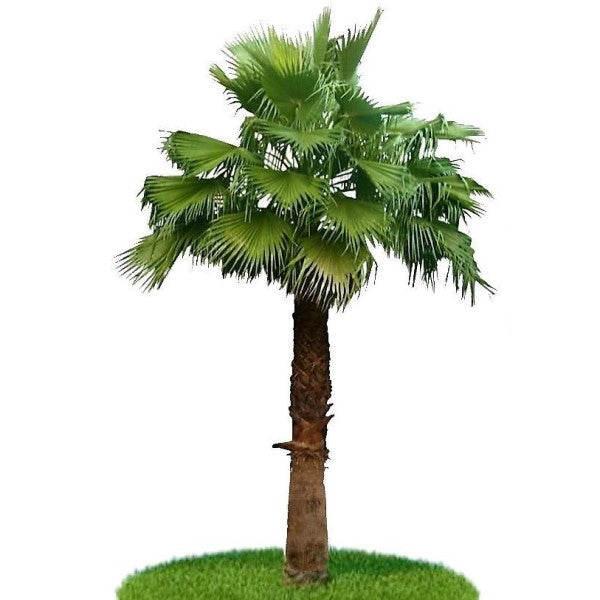 Mexican Fan Palm, Washingtonia Robusta - www.FOP.ae Buy online Best and Healthy Plants and quality products guarantee in Dubai Plants Shop in Dubai Abu Dhabi all over UAE Plants near me Fresh Plants in Dubai where to buy plants in UAE - FOP.ae