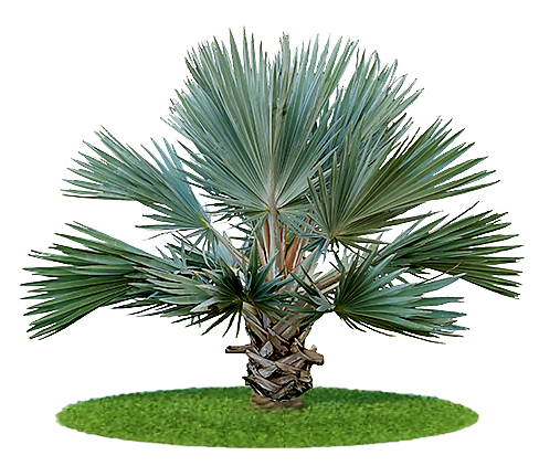 Mexican Blue Palm, Brahea Armata - www.FOP.ae Buy online Best and Healthy Plants and quality products guarantee in Dubai Plants Shop in Dubai Abu Dhabi all over UAE Plants near me Fresh Plants in Dubai where to buy plants in UAE - FOP.ae