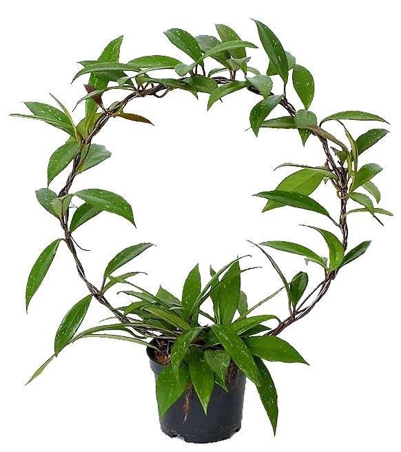 Hoya Publicalyx - www.FOP.ae Buy online Best and Healthy Plants and quality products guarantee in Dubai Plants Shop in Dubai Abu Dhabi all over UAE Plants near me Fresh Plants in Dubai where to buy plants in UAE - FOP.ae