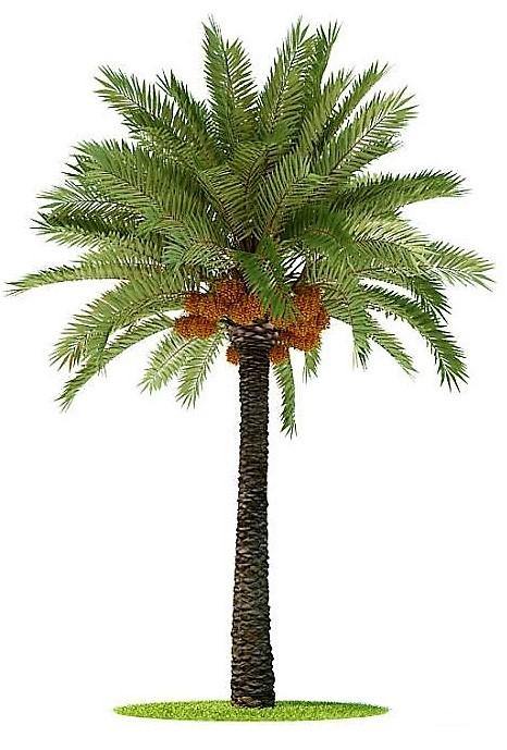 Date Palm, Phoenix Dactylifera - www.FOP.ae Buy online Best and Healthy Plants and quality products guarantee in Dubai Plants Shop in Dubai Abu Dhabi all over UAE Plants near me Fresh Plants in Dubai where to buy plants in UAE - FOP.ae