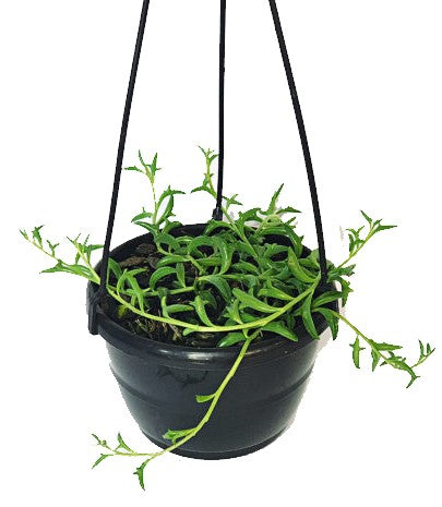 String of Dolphins , Senecio Peregrinus - www.FOP.ae Buy online Best and Healthy Plants and quality products guarantee in Dubai Plants Shop in Dubai Abu Dhabi all over UAE Plants near me Fresh Plants in Dubai where to buy plants in UAE - FOP.ae