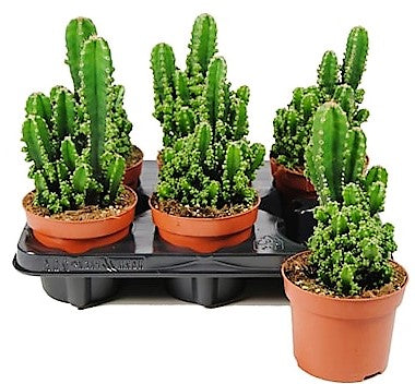 Peruvian Cactus, Cereus Peruvianus - www.FOP.ae Buy online Best and Healthy Plants and quality products guarantee in Dubai Plants Shop in Dubai Abu Dhabi all over UAE Plants near me Fresh Plants in Dubai where to buy plants in UAE - FOP.ae