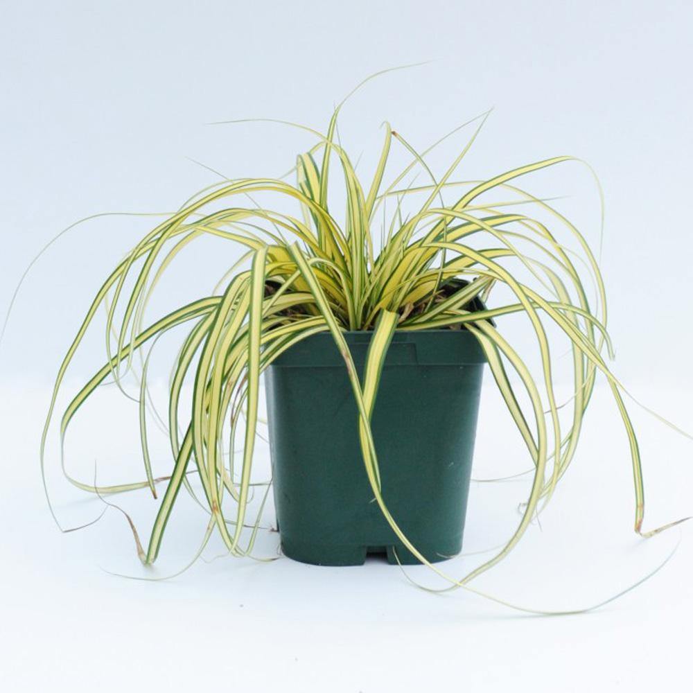 Carex Hachjioensis, EverGold - www.FOP.ae Buy online Best and Healthy Plants and quality products guarantee in Dubai Plants Shop in Dubai Abu Dhabi all over UAE Plants near me Fresh Plants in Dubai where to buy plants in UAE - FOP.ae
