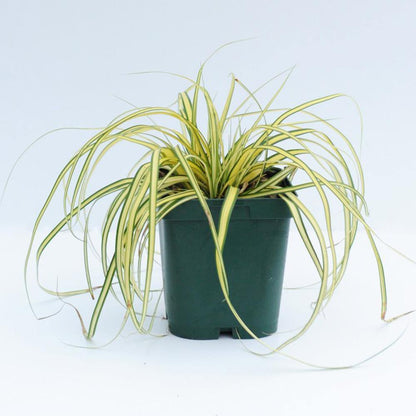 Carex Hachjioensis, EverGold - www.FOP.ae Buy online Best and Healthy Plants and quality products guarantee in Dubai Plants Shop in Dubai Abu Dhabi all over UAE Plants near me Fresh Plants in Dubai where to buy plants in UAE - FOP.ae