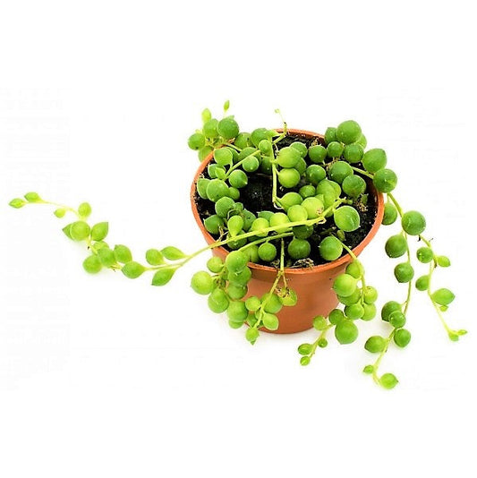 String of Pearls, Senecio Rowleyanus - www.FOP.ae Buy online Best and Healthy Plants and quality products guarantee in Dubai Plants Shop in Dubai Abu Dhabi all over UAE Plants near me Fresh Plants in Dubai where to buy plants in UAE - FOP.ae