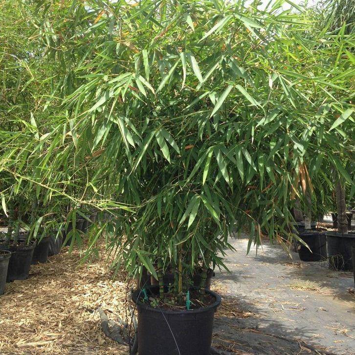Bambusa vulgaris, Common Bamboo - www.FOP.ae Buy online Best and Healthy Plants and quality products guarantee in Dubai Plants Shop in Dubai Abu Dhabi all over UAE Plants near me Fresh Plants in Dubai where to buy plants in UAE - FOP.ae