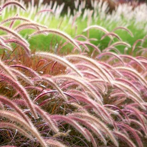 Pennisetum Rubrum, Purple Fountain Grass, African Fountain Grass, Tender Fountain Grass - www.FOP.ae Buy online Best and Healthy Plants and quality products guarantee in Dubai Plants Shop in Dubai Abu Dhabi all over UAE Plants near me Fresh Plants in Dubai where to buy plants in UAE - FOP.ae