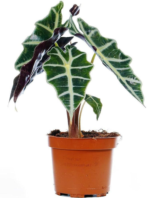 Alocasia Polly ,Elephant Ear, African Shield - www.FOP.ae Buy online Best and Healthy Plants and quality products guarantee in Dubai Plants Shop in Dubai Abu Dhabi all over UAE Plants near me Fresh Plants in Dubai where to buy plants in UAE - FOP.ae