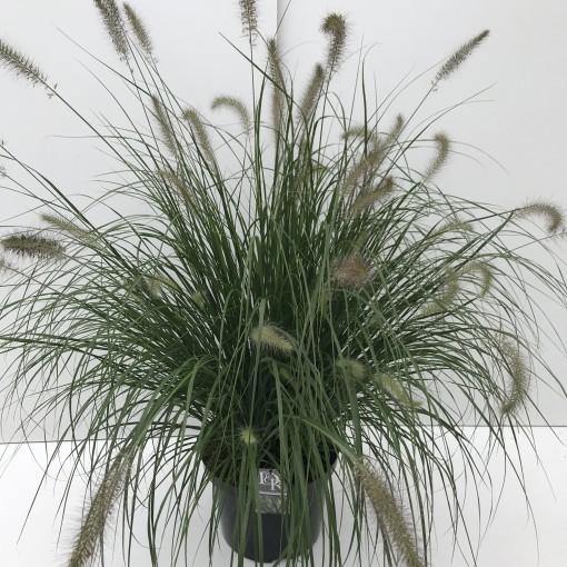 Pennisetum alopecuroides, Chinese fountain grass - www.FOP.ae Buy online Best and Healthy Plants and quality products guarantee in Dubai Plants Shop in Dubai Abu Dhabi all over UAE Plants near me Fresh Plants in Dubai where to buy plants in UAE - FOP.ae