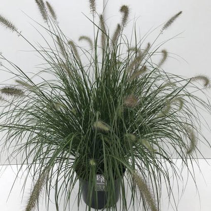 Pennisetum alopecuroides, Chinese fountain grass - www.FOP.ae Buy online Best and Healthy Plants and quality products guarantee in Dubai Plants Shop in Dubai Abu Dhabi all over UAE Plants near me Fresh Plants in Dubai where to buy plants in UAE - FOP.ae