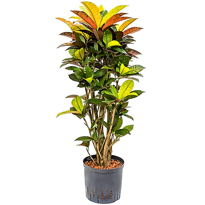 Codiaeum Iceton, Codiaeum Variegatum, Croton - www.FOP.ae Buy online Best and Healthy Plants and quality products guarantee in Dubai Plants Shop in Dubai Abu Dhabi all over UAE Plants near me Fresh Plants in Dubai where to buy plants in UAE - FOP.ae