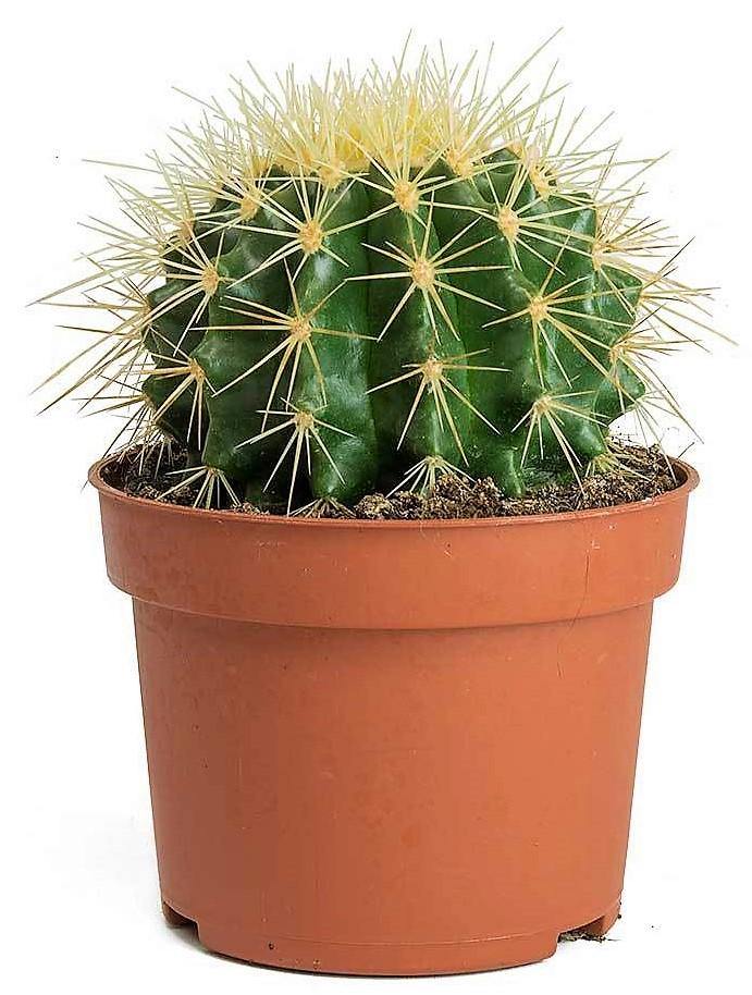 Ball Cactus, Barrel - www.FOP.ae Buy online Best and Healthy Plants and quality products guarantee in Dubai Plants Shop in Dubai Abu Dhabi all over UAE Plants near me Fresh Plants in Dubai where to buy plants in UAE - FOP.ae