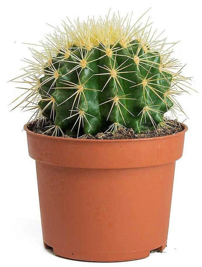 Ball Cactus, Barrel - www.FOP.ae Buy online Best and Healthy Plants and quality products guarantee in Dubai Plants Shop in Dubai Abu Dhabi all over UAE Plants near me Fresh Plants in Dubai where to buy plants in UAE - FOP.ae