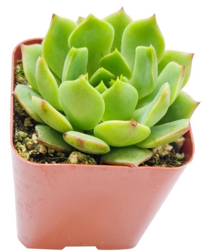 Echeveria succulent - www.FOP.ae Buy online Best and Healthy Plants and quality products guarantee in Dubai Plants Shop in Dubai Abu Dhabi all over UAE Plants near me Fresh Plants in Dubai where to buy plants in UAE - FOP.ae