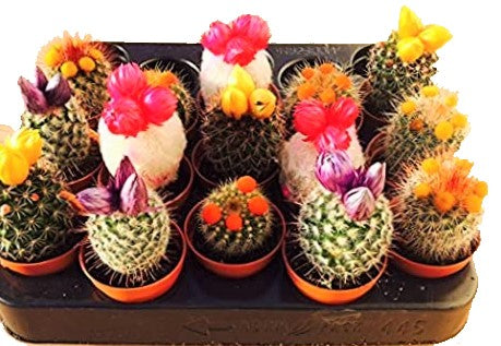 Ornamental Cactus Small - www.FOP.ae Buy online Best and Healthy Plants and quality products guarantee in Dubai Plants Shop in Dubai Abu Dhabi all over UAE Plants near me Fresh Plants in Dubai where to buy plants in UAE - FOP.ae