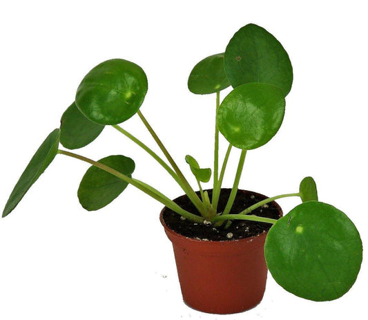 Chinese Money Plant, Pilea Peperomioides - www.FOP.ae Buy online Best and Healthy Plants and quality products guarantee in Dubai Plants Shop in Dubai Abu Dhabi all over UAE Plants near me Fresh Plants in Dubai where to buy plants in UAE - FOP.ae