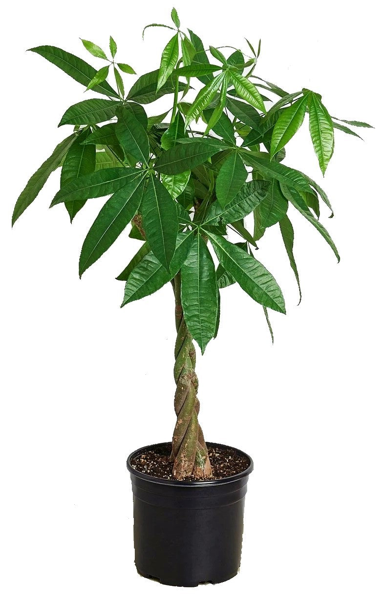 Pachira Aquatica, Money Tree (Twisted Trunk) - www.FOP.ae Buy online Best and Healthy Plants and quality products guarantee in Dubai Plants Shop in Dubai Abu Dhabi all over UAE Plants near me Fresh Plants in Dubai where to buy plants in UAE - FOP.ae
