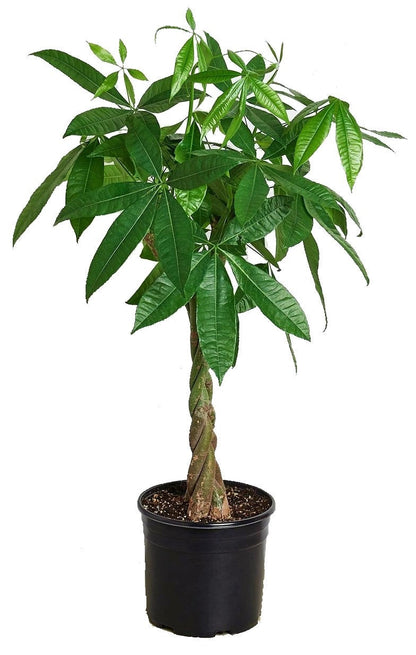 Pachira Aquatica, Money Tree (Twisted Trunk) - www.FOP.ae Buy online Best and Healthy Plants and quality products guarantee in Dubai Plants Shop in Dubai Abu Dhabi all over UAE Plants near me Fresh Plants in Dubai where to buy plants in UAE - FOP.ae
