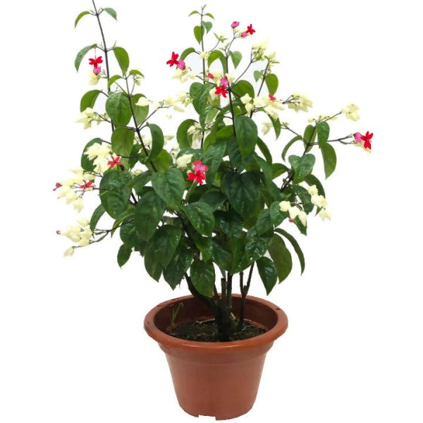 Clerodendrum Thomsoniae, Pink Bleeding Heart Vine - www.FOP.ae Buy online Best and Healthy Plants and quality products guarantee in Dubai Plants Shop in Dubai Abu Dhabi all over UAE Plants near me Fresh Plants in Dubai where to buy plants in UAE - FOP.ae