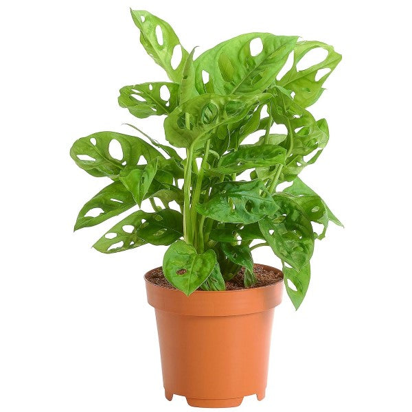 Monstera Adansonii, Swiss Cheese Plant