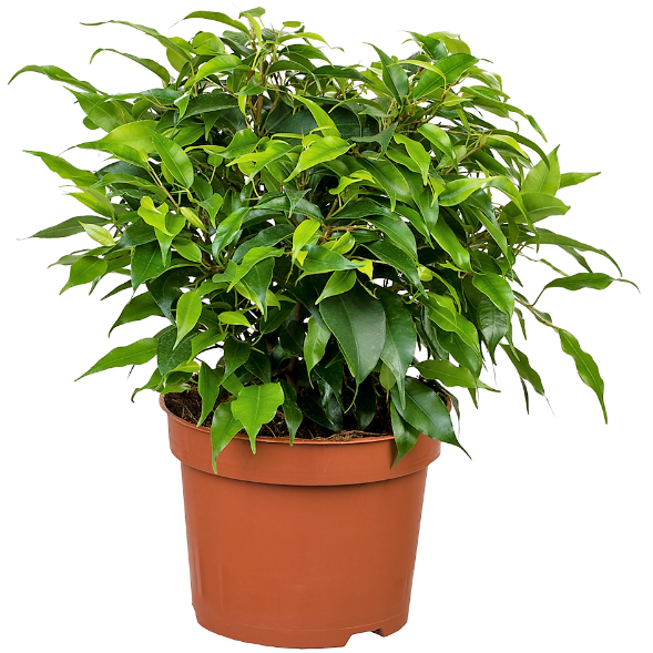 Ficus Benjamina, Kinky - www.FOP.ae Buy online Best and Healthy Plants and quality products guarantee in Dubai Plants Shop in Dubai Abu Dhabi all over UAE Plants near me Fresh Plants in Dubai where to buy plants in UAE - FOP.ae