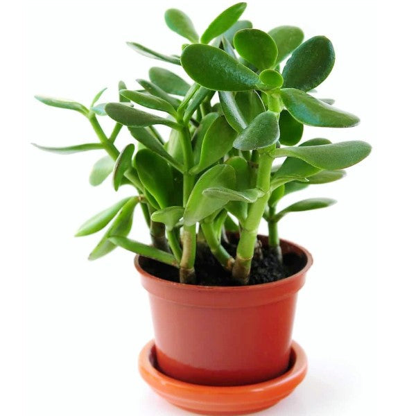 Money Tree, Crassula ovata, Dollar Plant, Jade Plant, Jade Tree - www.FOP.ae Buy online Best and Healthy Plants and quality products guarantee in Dubai Plants Shop in Dubai Abu Dhabi all over UAE Plants near me Fresh Plants in Dubai where to buy plants in UAE - FOP.ae