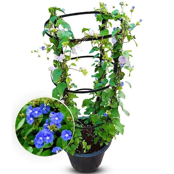 Jacquemontia Pentantha, Sky Blue Cluster Vine - www.FOP.ae Buy online Best and Healthy Plants and quality products guarantee in Dubai Plants Shop in Dubai Abu Dhabi all over UAE Plants near me Fresh Plants in Dubai where to buy plants in UAE - FOP.ae