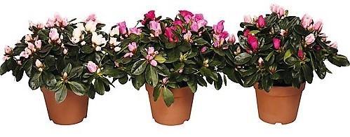 Azaleas, Rhododendron Simsii - www.FOP.ae Buy online Best and Healthy Plants and quality products guarantee in Dubai Plants Shop in Dubai Abu Dhabi all over UAE Plants near me Fresh Plants in Dubai where to buy plants in UAE - FOP.ae
