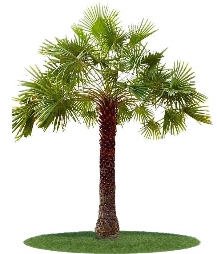 Wax Palm, Copernicia Prunifera - www.FOP.ae Buy online Best and Healthy Plants and quality products guarantee in Dubai Plants Shop in Dubai Abu Dhabi all over UAE Plants near me Fresh Plants in Dubai where to buy plants in UAE - FOP.ae