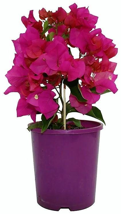 Great Bougainvillea, Bougainvillea Spectabilis - www.FOP.ae Buy online Best and Healthy Plants and quality products guarantee in Dubai Plants Shop in Dubai Abu Dhabi all over UAE Plants near me Fresh Plants in Dubai where to buy plants in UAE - FOP.ae