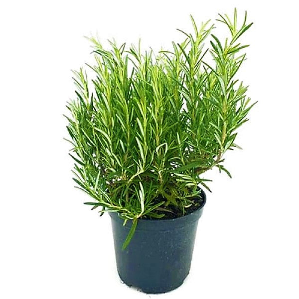 Rosmarinus Officialis, Rosemary Herb Indoor - www.FOP.ae Buy online Best and Healthy Plants and quality products guarantee in Dubai Plants Shop in Dubai Abu Dhabi all over UAE Plants near me Fresh Plants in Dubai where to buy plants in UAE - FOP.ae