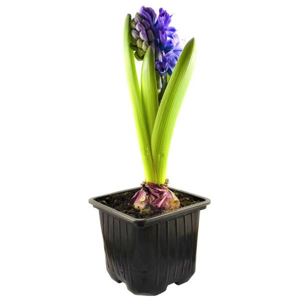 Hyacinth Bulb Fragrance - www.FOP.ae Buy online Best and Healthy Plants and quality products guarantee in Dubai Plants Shop in Dubai Abu Dhabi all over UAE Plants near me Fresh Plants in Dubai where to buy plants in UAE - FOP.ae