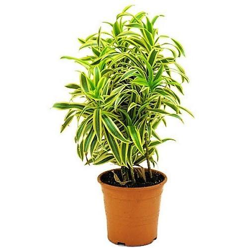 Dracaena Reflexa, Song of India, Pleomele - www.FOP.ae Buy online Best and Healthy Plants and quality products guarantee in Dubai Plants Shop in Dubai Abu Dhabi all over UAE Plants near me Fresh Plants in Dubai where to buy plants in UAE - FOP.ae