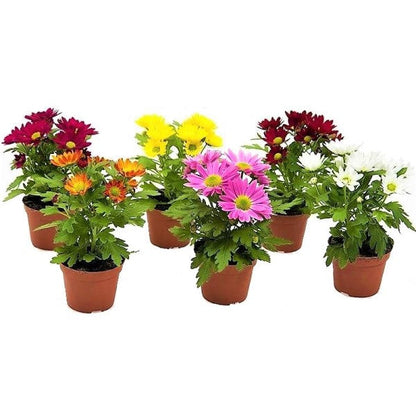 Chrysanthemum per plant
