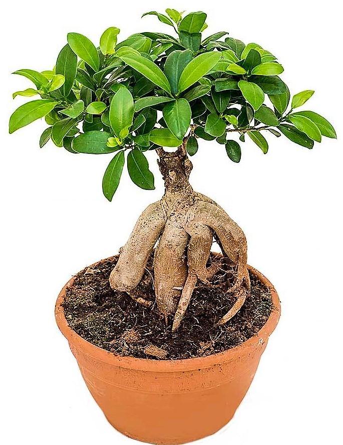 Ficus Ginseng Bonsai - www.FOP.ae Buy online Best and Healthy Plants and quality products guarantee in Dubai Plants Shop in Dubai Abu Dhabi all over UAE Plants near me Fresh Plants in Dubai where to buy plants in UAE - FOP.ae