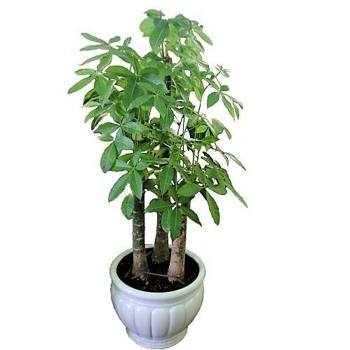 Pachira aquatica, Money Tree, Triple Trunk - www.FOP.ae Buy online Best and Healthy Plants and quality products guarantee in Dubai Plants Shop in Dubai Abu Dhabi all over UAE Plants near me Fresh Plants in Dubai where to buy plants in UAE - FOP.ae