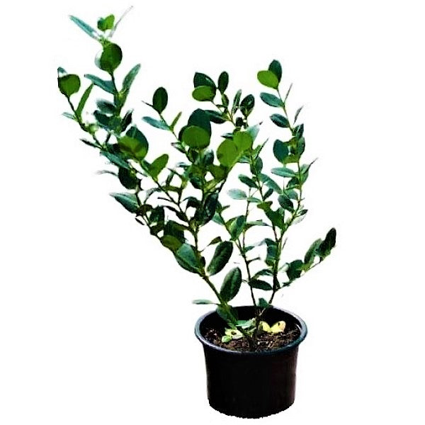 Carissa Grandiflora, Prostrata, Natal Plum - www.FOP.ae Buy online Best and Healthy Plants and quality products guarantee in Dubai Plants Shop in Dubai Abu Dhabi all over UAE Plants near me Fresh Plants in Dubai where to buy plants in UAE - FOP.ae