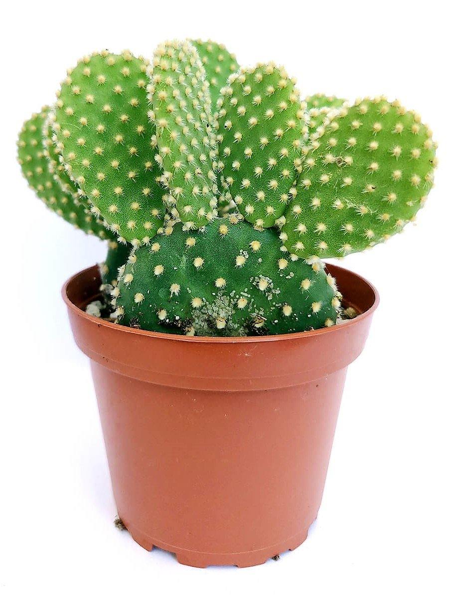 Bunny Ears, Cactus Opuntia Albata - www.FOP.ae Buy online Best and Healthy Plants and quality products guarantee in Dubai Plants Shop in Dubai Abu Dhabi all over UAE Plants near me Fresh Plants in Dubai where to buy plants in UAE - FOP.ae
