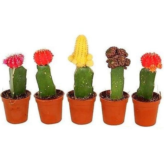 Gymnocalycium mix - www.FOP.ae Buy online Best and Healthy Plants and quality products guarantee in Dubai Plants Shop in Dubai Abu Dhabi all over UAE Plants near me Fresh Plants in Dubai where to buy plants in UAE - FOP.ae