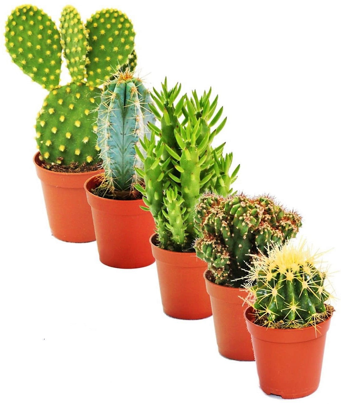 Ornamental Cactus - www.FOP.ae Buy online Best and Healthy Plants and quality products guarantee in Dubai Plants Shop in Dubai Abu Dhabi all over UAE Plants near me Fresh Plants in Dubai where to buy plants in UAE - FOP.ae