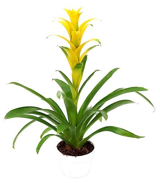 Guzmania Red Yellow Orange Plants, Scarlet Star - www.FOP.ae Buy online Best and Healthy Plants and quality products guarantee in Dubai Plants Shop in Dubai Abu Dhabi all over UAE Plants near me Fresh Plants in Dubai where to buy plants in UAE - FOP.ae