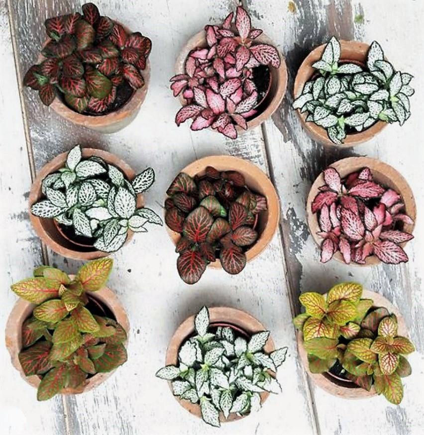 Fittonia , Nerve , Mosaic , Net Plant - www.FOP.ae Buy online Best and Healthy Plants and quality products guarantee in Dubai Plants Shop in Dubai Abu Dhabi all over UAE Plants near me Fresh Plants in Dubai where to buy plants in UAE - FOP.ae
