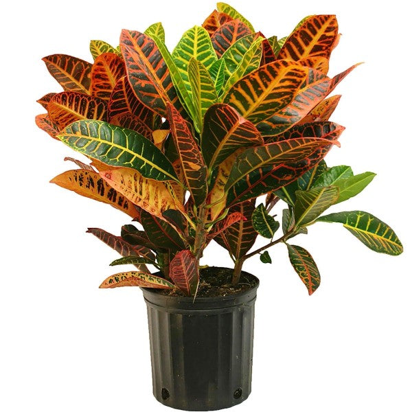 Codiaeum Variegatum , Croton (Indoor) - www.FOP.ae Buy online Best and Healthy Plants and quality products guarantee in Dubai Plants Shop in Dubai Abu Dhabi all over UAE Plants near me Fresh Plants in Dubai where to buy plants in UAE - FOP.ae