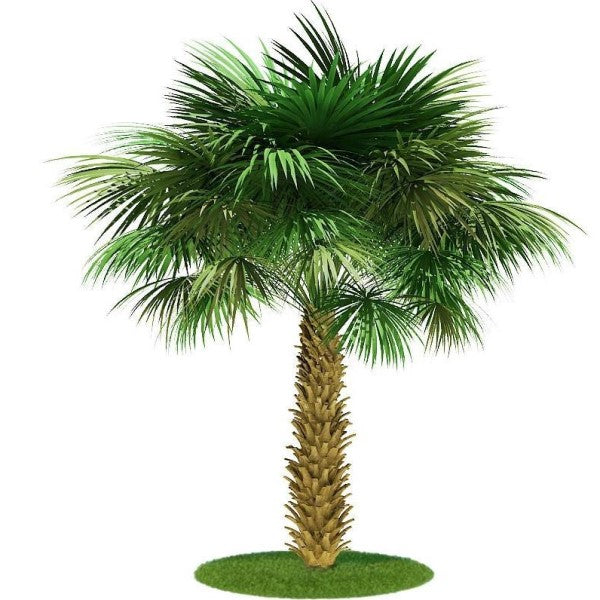 Sabal Palm, Sabal palmetto, Cabbage Palmetto, Carolina Palmetto - www.FOP.ae Buy online Best and Healthy Plants and quality products guarantee in Dubai Plants Shop in Dubai Abu Dhabi all over UAE Plants near me Fresh Plants in Dubai where to buy plants in UAE - FOP.ae