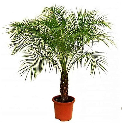 Phoenix Roebelenii, Miniature Date Palm, Dwarf Pygmy Date palm - www.FOP.ae Buy online Best and Healthy Plants and quality products guarantee in Dubai Plants Shop in Dubai Abu Dhabi all over UAE Plants near me Fresh Plants in Dubai where to buy plants in UAE - FOP.ae