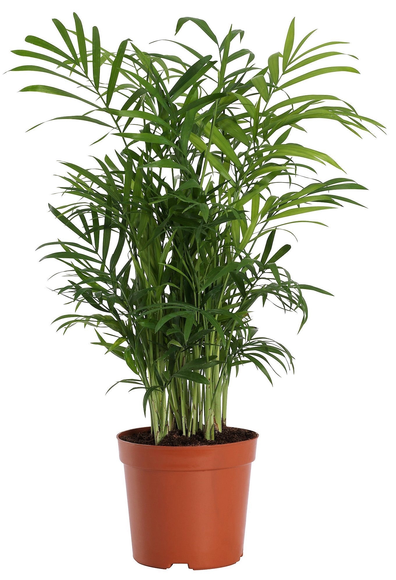 Parlour Palm, Bamboo Palm, Chamaedorea elegans - www.FOP.ae Buy online Best and Healthy Plants and quality products guarantee in Dubai Plants Shop in Dubai Abu Dhabi all over UAE Plants near me Fresh Plants in Dubai where to buy plants in UAE - FOP.ae
