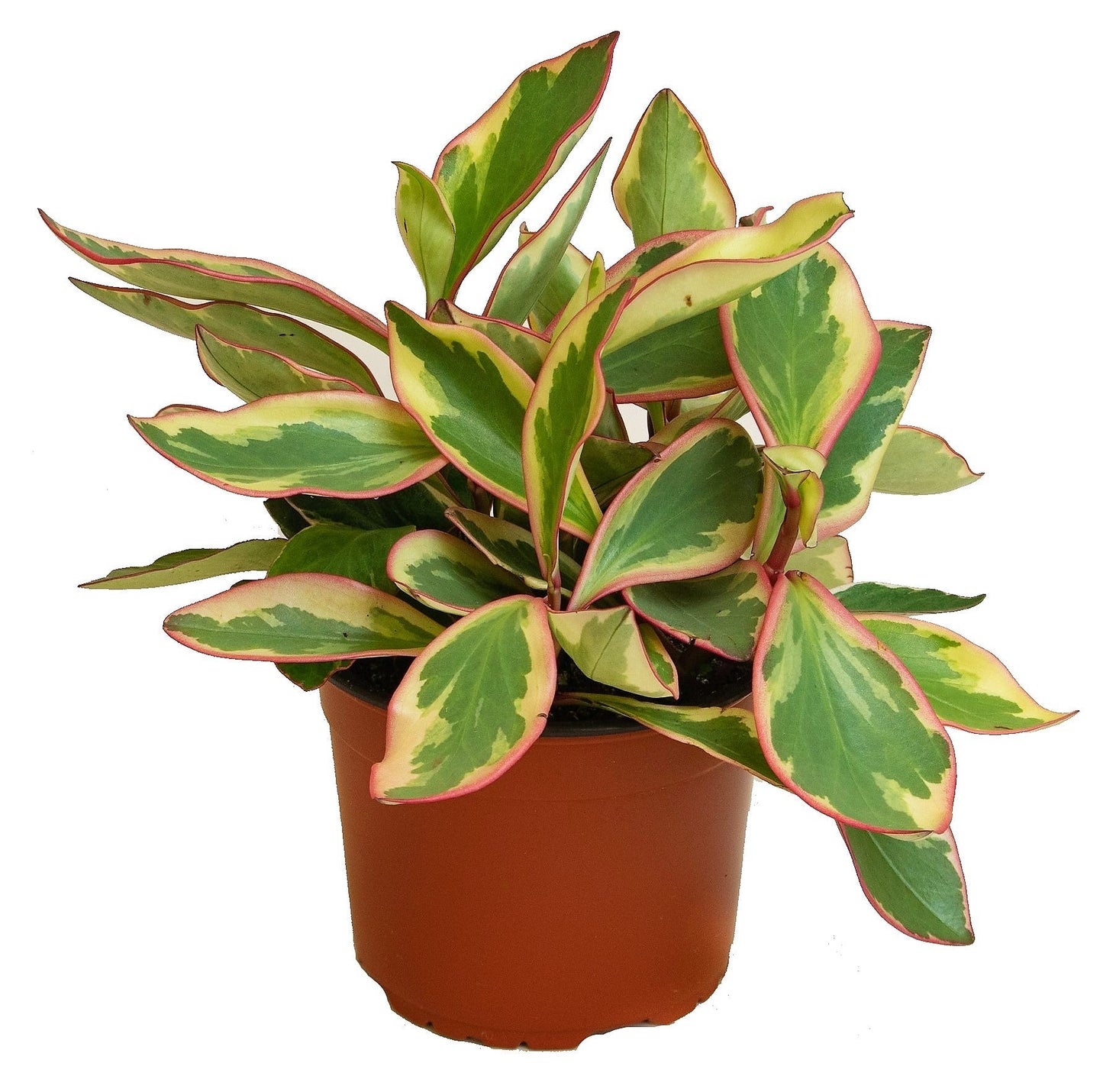 Peperomia Ginny or Tricolor Peperomia - www.FOP.ae Buy online Best and Healthy Plants and quality products guarantee in Dubai Plants Shop in Dubai Abu Dhabi all over UAE Plants near me Fresh Plants in Dubai where to buy plants in UAE - FOP.ae